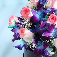 Pink and Blue Rose Flower Seeds for Planting | Heirloom Non-GMO High Germination Organic Garden Seeds
