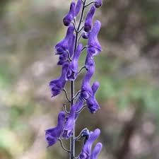 Aconitum Flower seeds for Planting – Perfect for Borders, Heirloom & GMO Free Seeds for Home Garden, High Germination