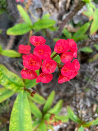 Euphorbia Flower Seeds for Planting – Heirloom, Non-GMO Border-Perfect Organic Garden Seeds