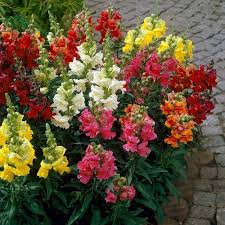 Mixed Snapdragon Flower Seeds for Planting – Heirloom, Non-GMO, Easy-to-Grow Organic Garden Seeds
