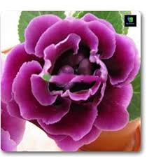 Pink Violet Brazilian Gloxinia Flower Seeds for Planting – Drought Tolerant Heirloom Non-GMO Organic Garden Seeds