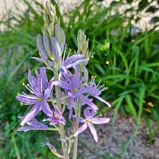 Heirloom Camassia Leichtlinii Flower Seeds – Non-GMO, High Germination Organic Garden Seeds