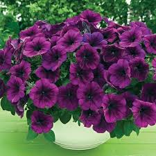 Flower Seeds, Seeds,Seeds For Planting,Plant Seeds