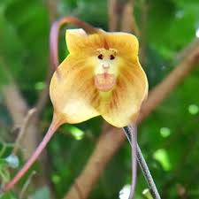 Light Pink Monkey Face Flower Seeds for Planting – Heirloom, Non-GMO, High Germination Organic Garden Seeds