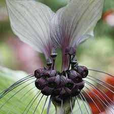 Tacca Nivea Bat Flower Seeds for Planting - Heirloom, Non-GMO, High Germination Organic Garden Seeds