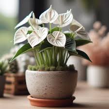 White Anthurium Flower Seeds – Heirloom Non‑GMO Seeds for Planting, Drought-Tolerant High Germination Organic Garden Seeds