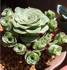 Greenovia Flower Seeds for Planting – Heirloom, Non-GMO, Vibrant Colors High Germination Seeds