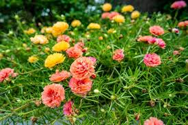 Portulaca Flower Seeds for Planting – Heirloom, Non-GMO, High Germination Organic Garden Seeds