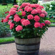 Red Baron Hydrangea Flower Seeds for Planting – Heirloom, Non-GMO, High Germination Organic Garden Seeds