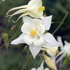 White Aquilegia Flower Seeds for Planting – Heirloom, Non-GMO, High Germination Organic Garden Seeds