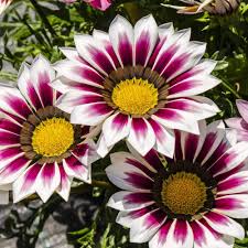 Purple Gazania Flower Seeds for Planting – Heirloom, Non-GMO, High Germination Organic Garden Seeds