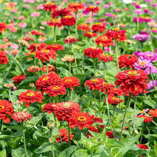Burgundy Zinnia Flower Seeds for Planting – Heirloom Non-GMO High Germination Organic Garden Seeds