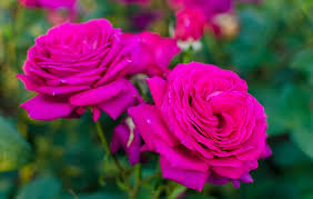 Dark Pink Rose Seeds – Heirloom, Non-GMO, Hardy Variety