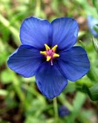 Pimpernel Anagallis Flower Seeds for Planting  - Cottage Garden Essential, Heirloom, Non-GMO, High Germination Organic Garden Seeds