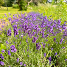 English Lavender (Lavandula angustifolia) Flower Seeds for Planting Heirloom Non-GMO High Germination Organic Garden Seeds