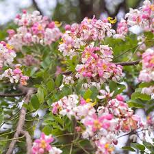 Cassia Flower Seeds for Planting – Hardy, Heirloom, Non-GMO, Organic Garden Seeds