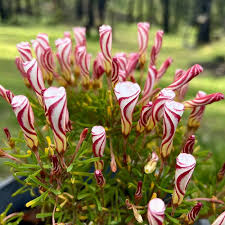 Red White Versicolor Flower Seeds for Planting | Heirloom Non-GMO High Germination Organic Garden Seeds