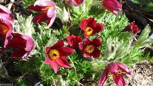 Mixed Anemone Pulsatilla Seeds for Planting – Heirloom, Non-GMO, Drought-Tolerant High Germination Seeds