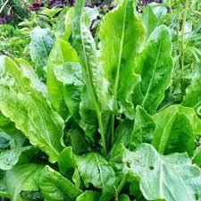 Large Leaf Sorrel Seeds for Planting – Heirloom, Non-GMO, Organic Garden Seeds with High Germination