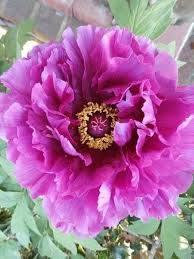 Purple Paeonia Suffruticosa Flower Seeds for Planting – Hardy Heirloom Non-GMO, High Germination Organic Garden Seeds