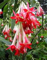 Bolivian Fuchsia Flower Seeds for Planting | Heirloom Non-GMO High Germination Organic Garden Seeds