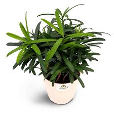 Podocarpus Macrophyllus Seeds for Planting – Compact Growth, Heirloom & Non-GMO