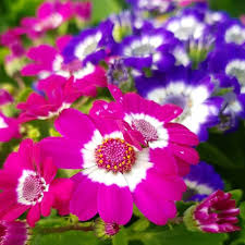 Mixed Color Cineraria Flower Seeds for Planting – Heirloom, Non-GMO, High Germination Cut Flower Favorite
