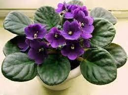 Saintpaulia Flower Seeds for Planting – Heirloom, Non-GMO, Shade Tolerant Organic Garden Seeds