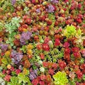 Mixed Sedum Flower Seeds for Planting – Heirloom Non-GMO, High Germination, Cut Flower Favorite