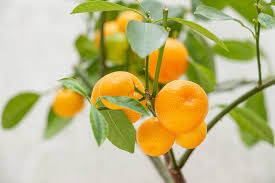 Calamondin Vegetable Seeds for Planting – Heirloom Non-GMO, High Germination Organic Garden Seeds