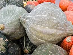 Hubbard Squash Seeds for Planting – Heirloom Non-GMO Organic Garden Seeds – Large, Sweet Winter Squash Variety
