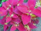 Velvet Coleus Jazz Flower seeds for Planting - Pollinator Friendly, Heirloom & GMO Free Seeds for Home Garden, 100pcs