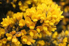 Gorse Ulex Europaeus Flower Seeds – Heirloom Non-GMO Border Garden Planting