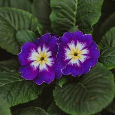 Dark Purple Primrose Flower Seeds – Heirloom Non-GMO Organic Garden Seeds for Vibrant Blooms – High Germination