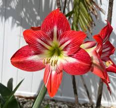 Heirloom Hippeastrum Flower Seeds for Planting – Non-GMO, High Germination, Organic Garden Seeds