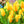 Yellow Tulip Flower Seeds for Planting – Heirloom Non-GMO Organic Garden Seeds – Compact Growth, High Germination