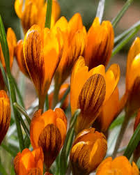 Orange Brown Crocus Flower Seeds for Planting - Heirloom, Non-GMO, Hardy Organic Garden Seeds with High Germination