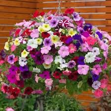 Mix Petunia Flower Seeds for Planting – Sun Loving Heirloom, Non-GMO, High Germination Organic Garden Seeds