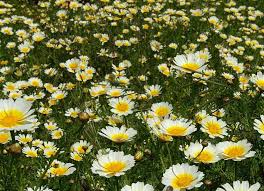 White & Yellow Chrysanthemum Flower Seeds for Planting – Heirloom, Non-GMO, High Germination Garden Seeds