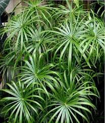Flower Seeds, Seeds,Seeds For Planting,Plant Seeds