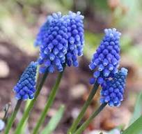 Muscari Armeniacum Bulbs – Classic Grape Hyacinth for Spring Borders, Rock Gardens & Containers