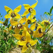 Yellow Clematis Flower Seeds for Planting – Heirloom Non-GMO Organic Garden Seeds – Long Bloom Season, High Germination