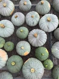 Hubbard Squash Seeds for Planting – Heirloom Non-GMO Organic Garden Seeds – Large, Sweet Winter Squash Variety