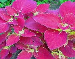 Velvet Coleus Jazz Flower seeds for Planting - Pollinator Friendly, Heirloom & GMO Free Seeds for Home Garden, 100pcs