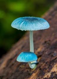Mushroom Seeds for Planting Sky Blue – Heirloom, Non-GMO, Organic Spores – Indoor/Shaded Growth, High Germination