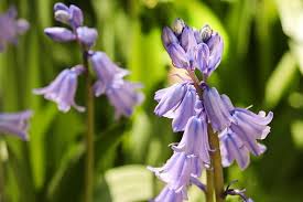 English Bell Flower Seeds for Planting – Heirloom, Non-GMO, Perfect for Borders Organic Garden Seeds