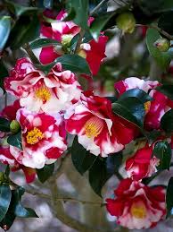 Red White Camellia Japonica Flower Seeds – Heirloom Non-GMO Organic Seeds for Planting – High Germination Blooms