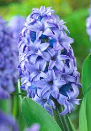 Heirloom Hyacinth Flower Seeds for Planting – Non-GMO, High Germination, Organic Garden Seeds