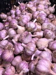 Purple Stripe Garlic Seeds for Planting – Heirloom Non-GMO, Bold Flavor Organic Vegetable Garden Seeds