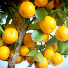 Calamondin Vegetable Seeds for Planting – Heirloom Non-GMO, High Germination Organic Garden Seeds